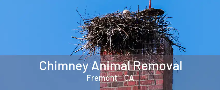 Chimney Animal Removal Fremont - CA